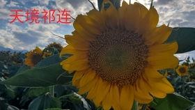 热门大漠吃瓜,揭秘热门大漠吃瓜背后的故事
