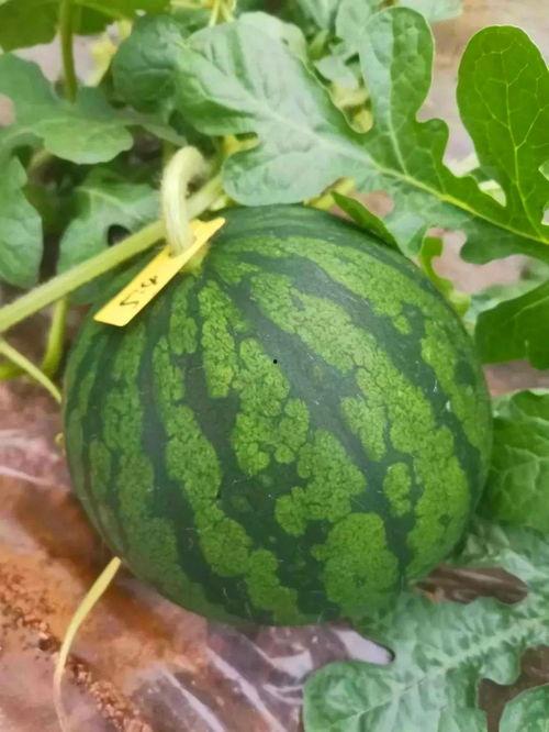 吃瓜红色的瓜,吃出夏日清凉