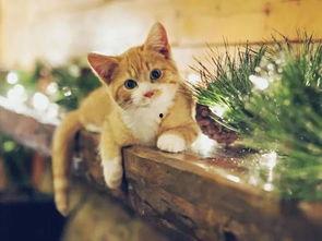 猫咪吃瓜的照片图片,猫咪吃瓜萌态瞬间