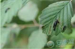 梦见吃瓜吃蛆,瓜中寻蛆，揭秘潜意识中的心理寓言