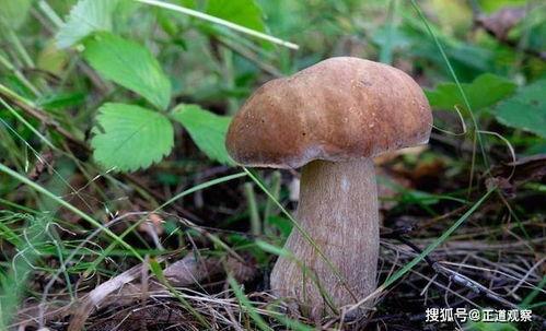 吃瓜的毒蘑菇,揭秘“吃瓜群众”误食毒蘑菇的惊险瞬间
