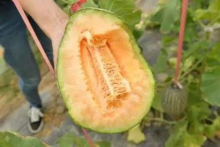 爱老板吃瓜,爱老板吃瓜背后的职场心理