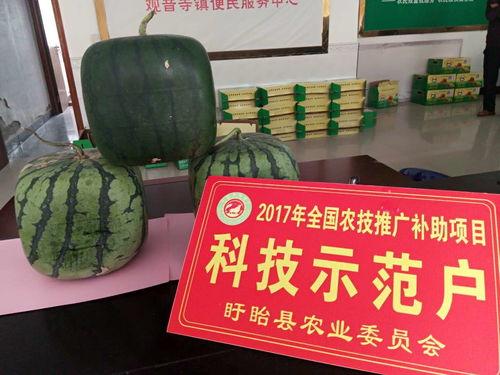 佛公吃瓜,笑谈世间百态