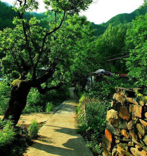 王府竹海吃瓜群众