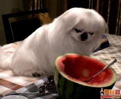 京巴吃瓜,京巴狗的夏日吃瓜趣事