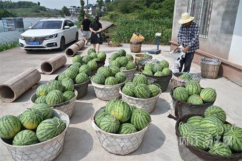 内江吃瓜,探寻吃瓜者的味蕾盛宴