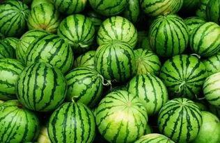 史上最苦吃瓜,挑战味蕾极限的苦味传奇