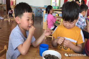幼师吃瓜游戏,揭秘幼儿园里的欢乐时光
