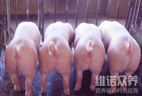 猪崽吃瓜,夏日田园趣味无限