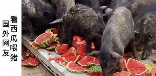 吃瓜博主吃瓜,吃瓜博主带你领略幕后风云