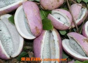 八月瓜吃哪部分,揭秘美味食用的奥秘