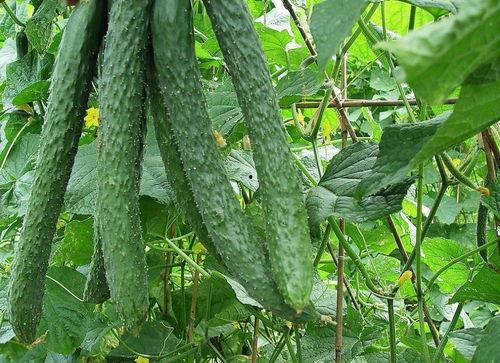 每日吃瓜51吃瓜老师张,揭秘“每日吃瓜51”吃瓜老师张生的瓜界传奇