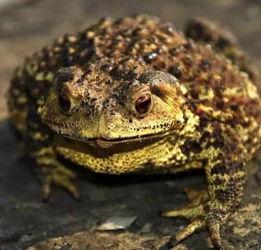 蛤蟆兵吃瓜,蛤蟆兵的瓜田奇遇记