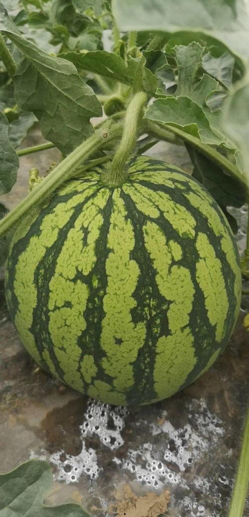 吃瓜少女舟山,吃瓜少女的美食之旅