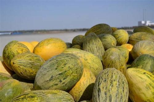 小蜜瓜怎样吃,小蜜瓜的多彩食法探索