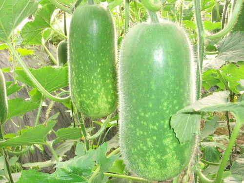 瓜哥吃瓜奇葩故事大全,揭秘那些令人捧腹的奇葩故事