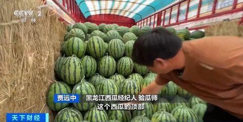 水银吃瓜,一场与瓜果的奇幻邂逅  第2张