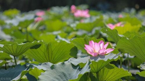 小花花吃瓜,揭秘娱乐圈那些不为人知的幕后故事