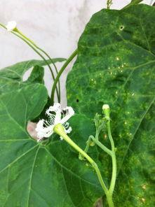 小花花吃瓜,揭秘娱乐圈那些不为人知的幕后故事  第2张