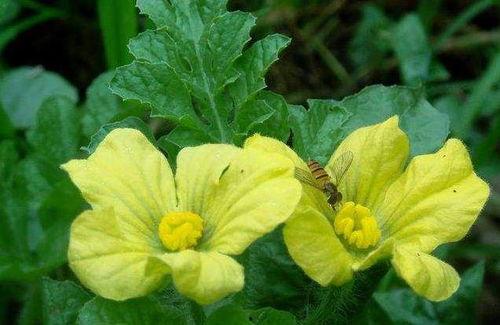 小花花吃瓜,揭秘娱乐圈那些不为人知的幕后故事  第3张