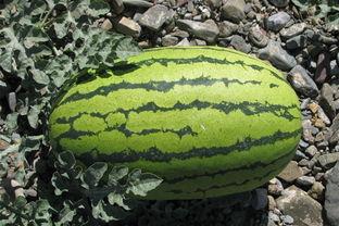 不该好奇吃瓜,揭秘“不该好奇吃瓜”背后的真相与警示  第3张