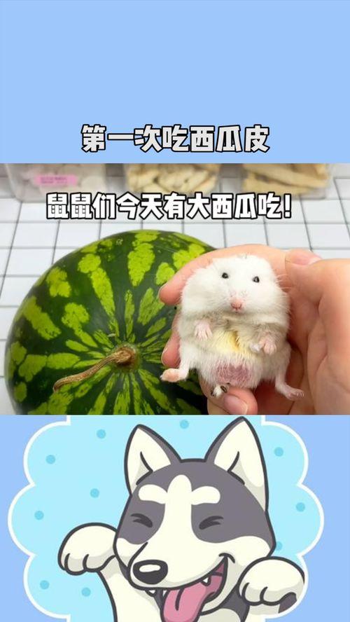 吃鼠瓜啊,古老传说中的神奇食材  第2张