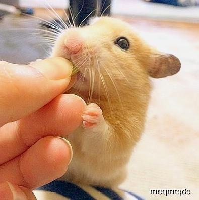 吃鼠瓜啊,古老传说中的神奇食材  第3张