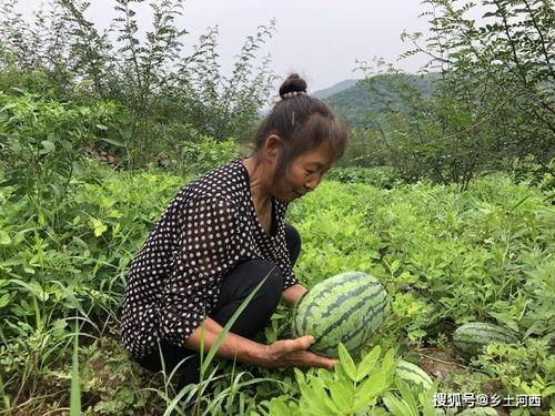 吃瓜不评瓜是什么意思,网络热语的内涵与现象分析 第2张 吃瓜不评瓜是什么意思,网络热语的内涵与现象分析 第2张