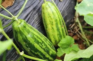 吃瓜不评瓜是什么意思,网络热语的内涵与现象分析 第3张 吃瓜不评瓜是什么意思,网络热语的内涵与现象分析 第3张