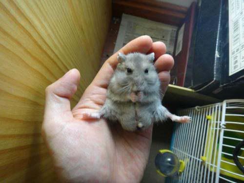 仓鼠能否吃蜜瓜,仓鼠的甜蜜诱惑与注意事项  第3张