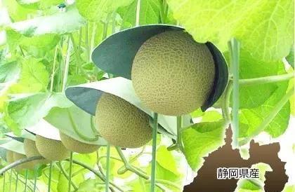 土豪视角 吃瓜,一场吃瓜盛宴！