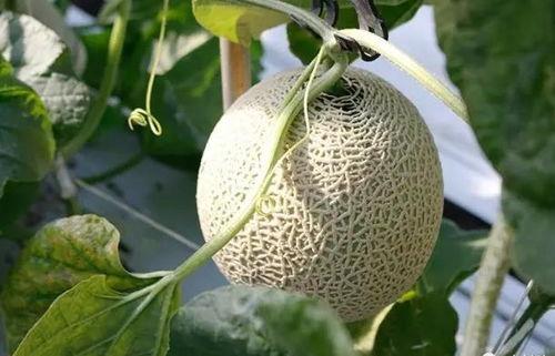 土豪视角 吃瓜,一场吃瓜盛宴! 第2张 土豪视角 吃瓜,一场吃瓜盛宴! 第2张