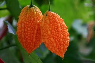 温州吃瓜 第3张 温州吃瓜 第3张