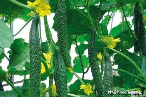 吃瓜的花城主,吃瓜群众的美食探秘之旅  第3张