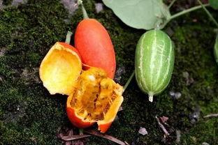 蜜宝王瓜 怎么吃,解锁美味新体验 第3张 蜜宝王瓜 怎么吃,解锁美味新体验 第3张