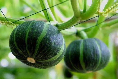 吃玫瑰瓜的视频素材