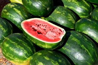 菜博会吃瓜,尽享田园美味盛宴”  第3张