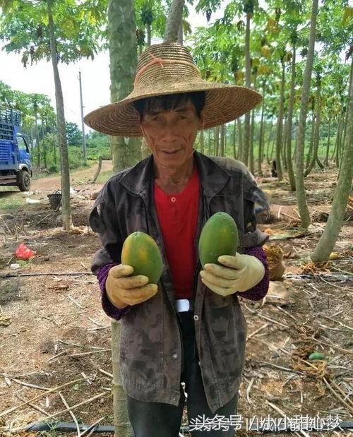 田埂吃瓜照片真实