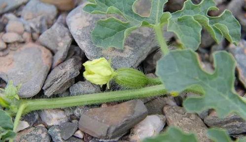 田埂吃瓜照片真实  第2张