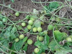 小野瓜怎么吃,解锁清新口感新体验  第3张